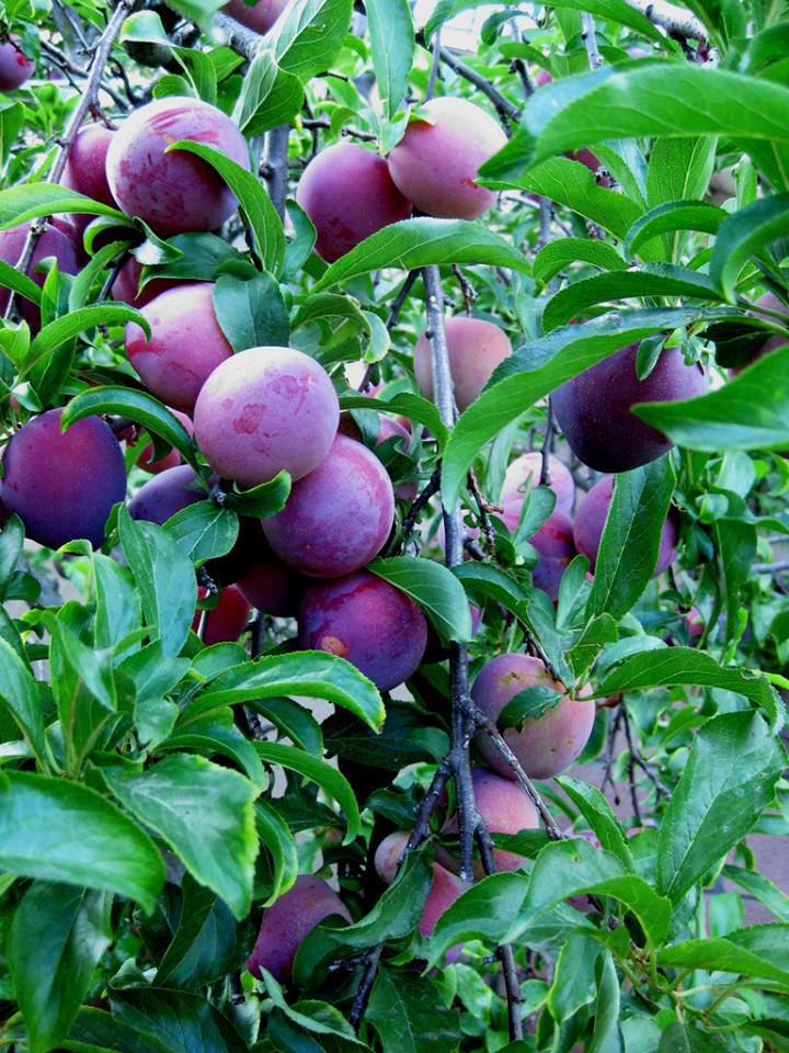 fresh plums fresh plums