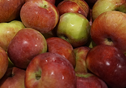 fresh apple fruits