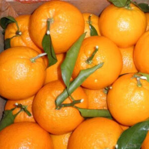 fresh valencia and navel oranges