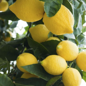 fresh yellow lemon